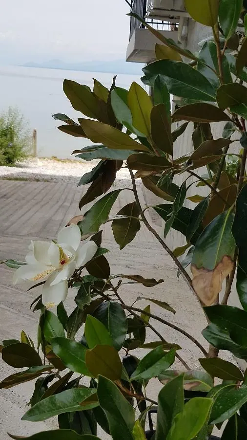 Rooms Lake View Balani Restaurant Shkoder Guest house